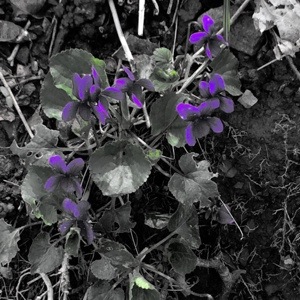 violets